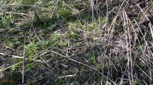 Коп с Garrett Apex  на мусорке