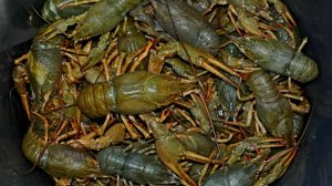 СТОЛЬКО РАКОВ Я ЕЩЕ НЕ ЛОВИЛ! ЛОВЛЯ РАКОВ НА РАКОЛОВКИ // Лучший способ поймать раков ! Жор РАКОВ