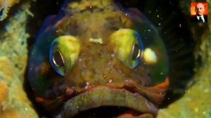 Щучья Морская Собачка - бойтесь поцелуев этого монстра. Глубоководный хищник с ужасным характером-