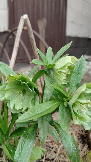 Морозник сорта 'Дабл Эллен Грин' в нашем саду 2025 смотреть онлайн