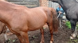 Жеребец проверяет Ириску на жеребость🍓