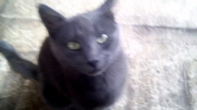 Кот поёт Хардбасс