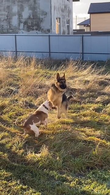 Стаффорд и немецкая овчарка смотреть онлайн