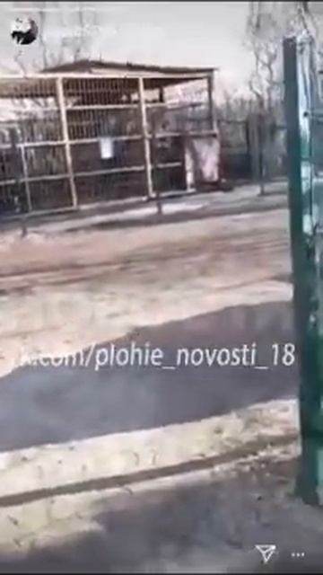 Турбаза Зеленая и человеческая глупость. Пострадавшая от медведя смотреть онлайн