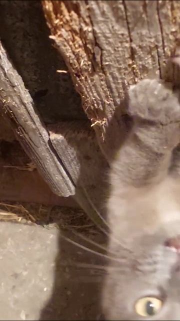 Анфиса точит когти смотреть онлайн