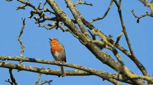 Как поет малиновка.