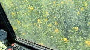 ТУМАН 3 опрыскивание рапса состояние поля