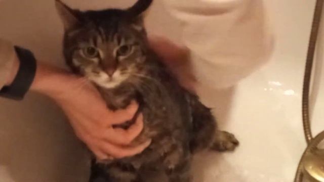 моем нашего кота. сидит смирно? упало полотенце шапмун смотреть онлайн