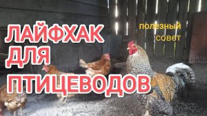 Как избавиться от куриных вшей Лайфхак для птицеводов