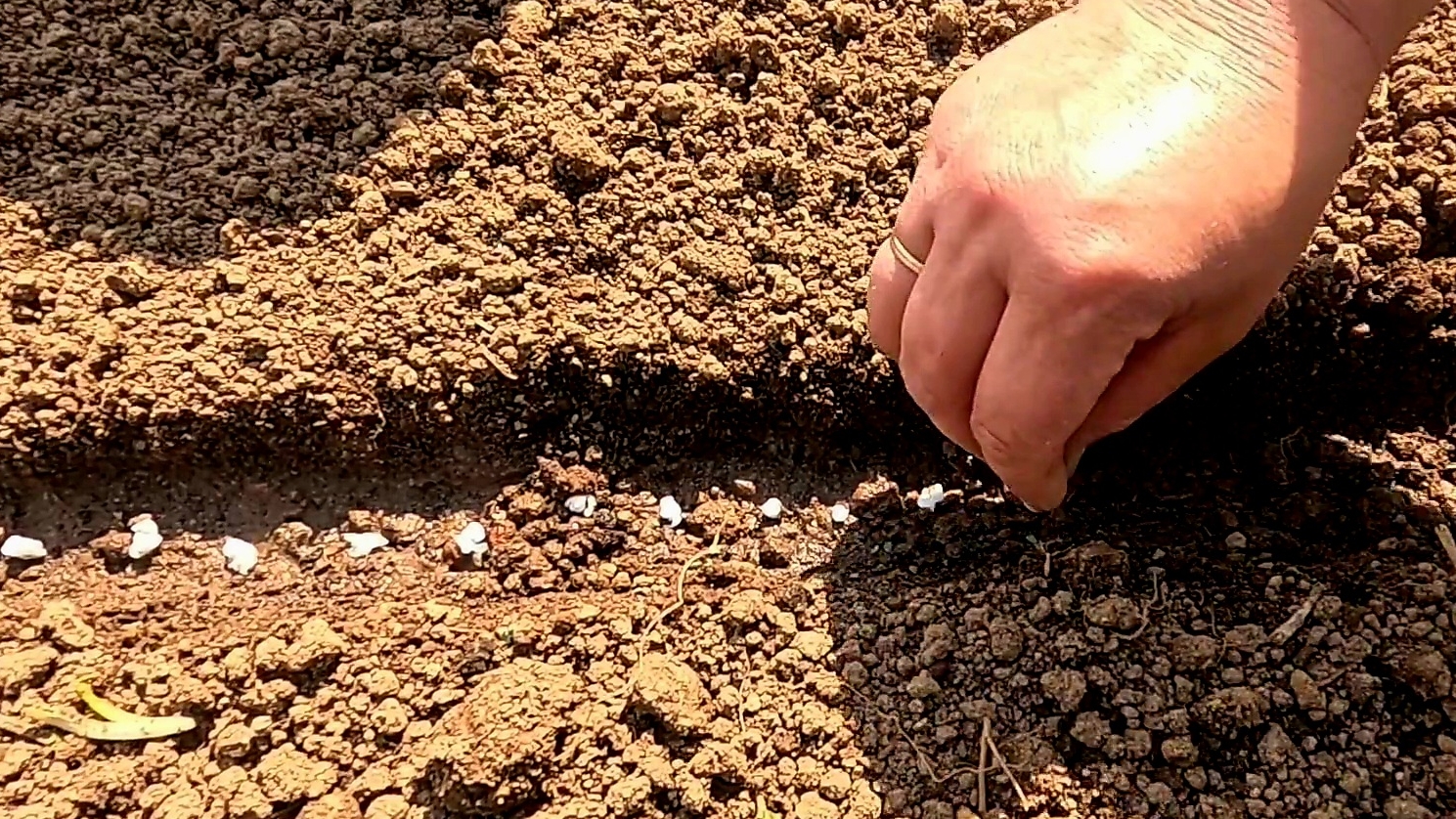 Как правильно посеять морковь и защитить грядку от кошек!! смотреть онлайн