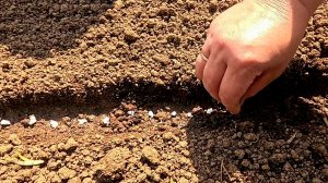 Как правильно посеять морковь и защитить грядку от кошек!!