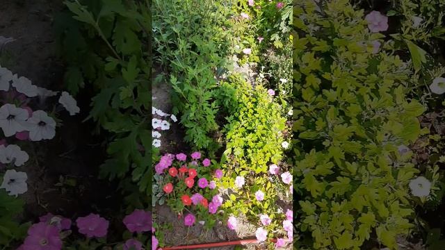 Петуния в открытом грунте