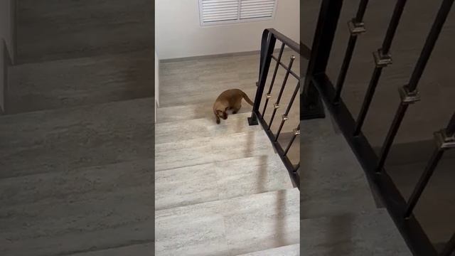 бумер 🐱идёт по лестнице смотреть онлайн