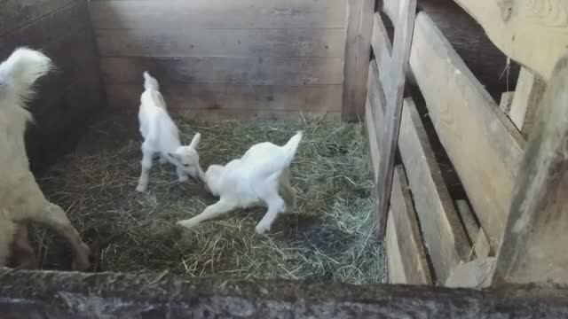 Козлята. смотреть онлайн