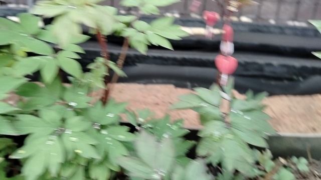 Дицентры нашего сада в мае 2025 смотреть онлайн