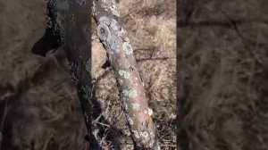 Побелка деревьев краскопультом