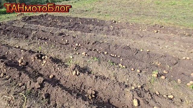 Уборка картофеля мотоблоком. 28.08.24г. самодельный выкап смотреть онлайн