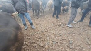 Молбозори Калхозобод Узун Нархи буқаҳо дар Тоҷикисто?