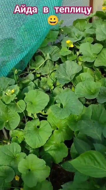 Айда в теплицу - посмотрим что растет 🍈🍉🌶️🌿 #болг? смотреть онлайн