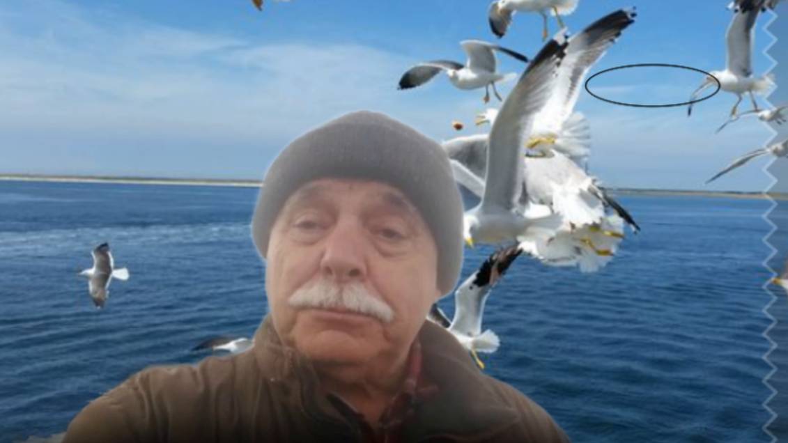 Старик и чайка. Лирическая зарисовка