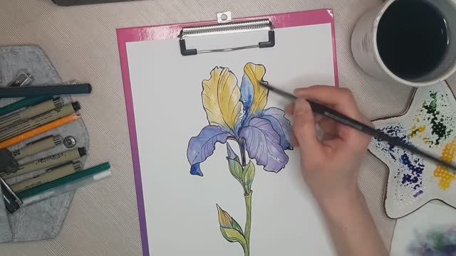 Как нарисовать ирис? смотреть онлайн