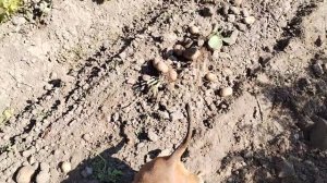 Мт-110, работа с копалкой ККМ-1.