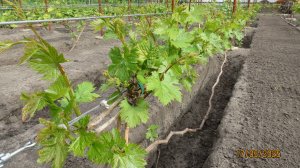 Весенняя обломка лишних побегов на кустах винограда, после окончания периода возвратных заморозков.