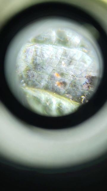 Земляничный клещ под микроскопом на клубнике смотреть онлайн