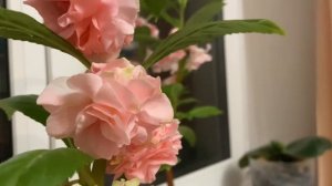 Бальзамин садовый Элизабет. Необыкновенно красивый цветок