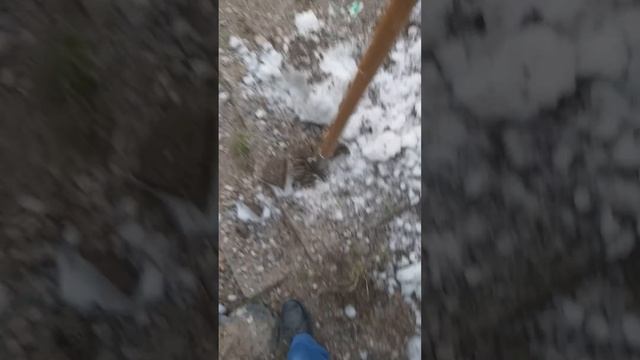 убираю снег в мае . вырубаю снег уже лёд