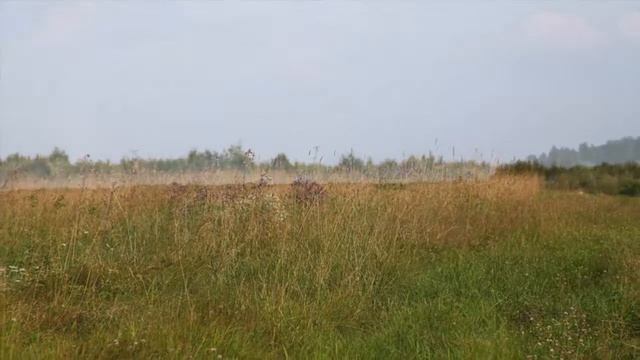 Часть 1, Конь 2015 - Ljube - The Horse