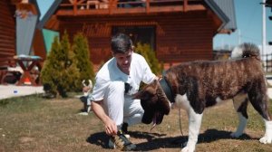 Как обучить взрослую собаку с нуля 🐶 5 первых команд н