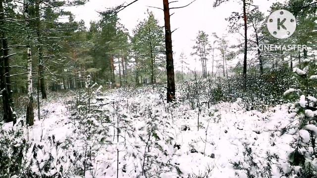 Юрмала. Трёп в лесу смотреть онлайн