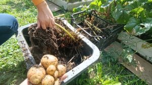 Посадила картошку в ящик. Результат эксперимента.