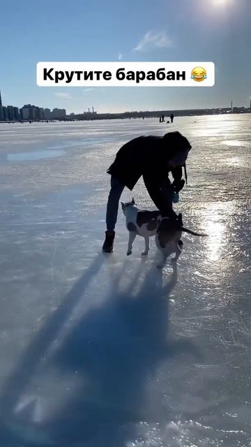 Чем занять собаку на прогулке #shorts #staff смотреть онлайн