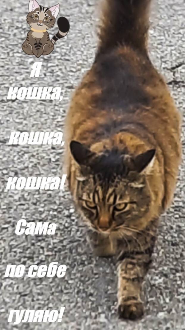 Сама по себе гуляю! смотреть онлайн