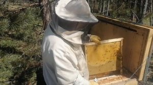 Какие работы делаются в апреле на пасеке с Владимирск?