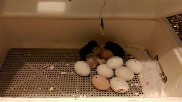 Черноклювики выводятся активно! В нашем полку прибыло смотреть онлайн