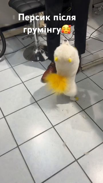 Персик після грумінгу #шпиц #груминг #собака #приколы #питомец #собака