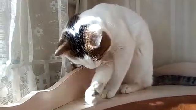Кот разбирает мебель!? смотреть онлайн