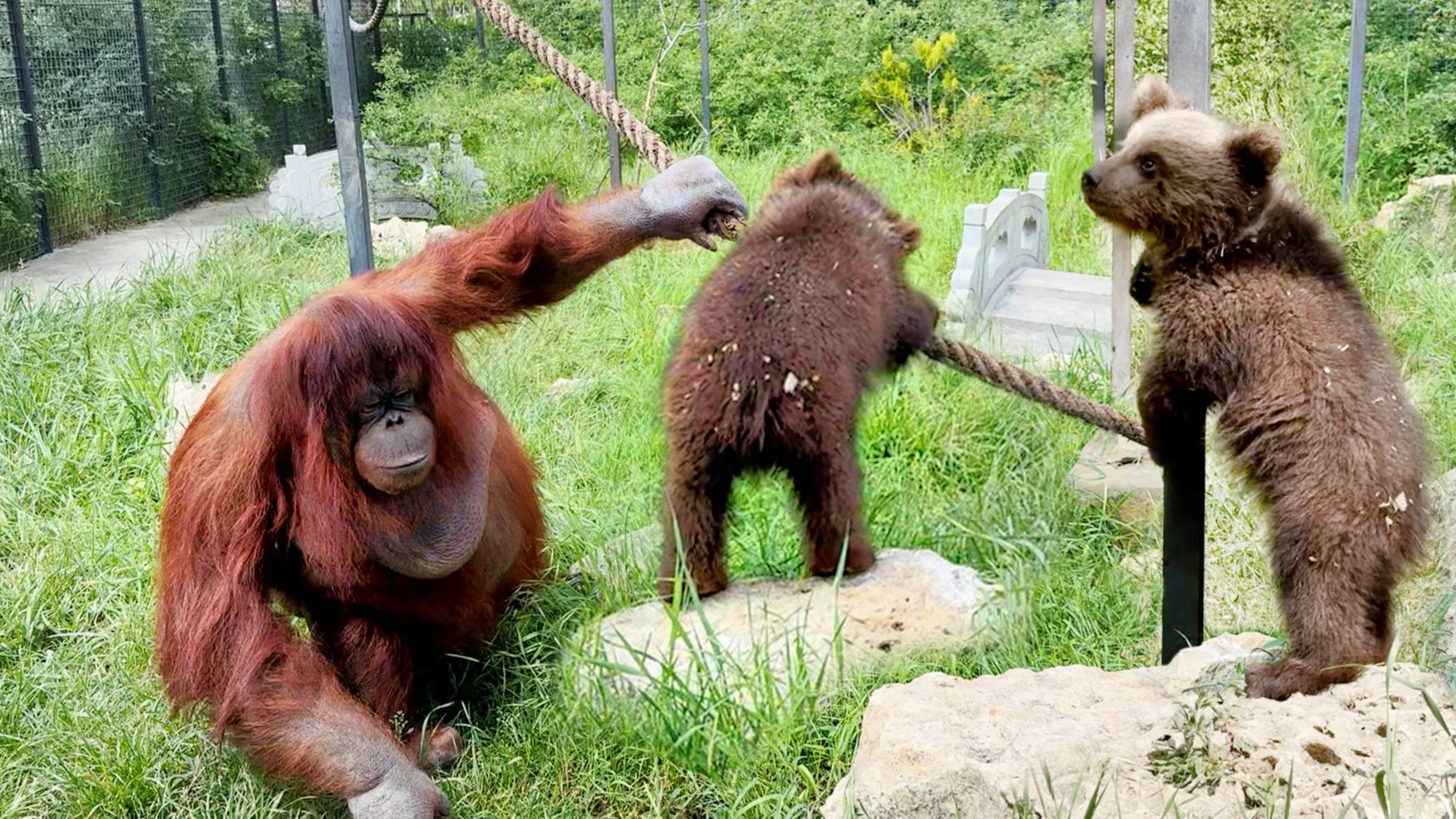 Дана воспитывает медвежат? Или Топа и Кнопа воспитывают орангутана? Изумительное соседство! смотреть онлайн