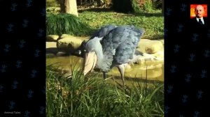 Китоглав - летающий динозавр. Жуткая птица из Африки. Удивительные факты. Китогл