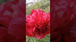 Пион Кристмас Вельвет.