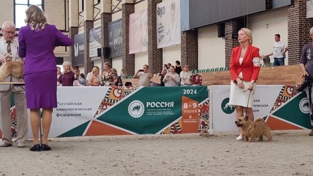 8.06.24. Моно-Победитель Породы, кобели чемпионы, эксперт Михаил Пермяков
