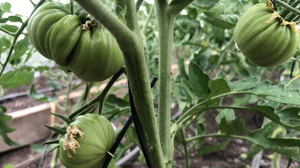 Способы защиты ТОМАТОВ от ГРИБКОВЫХ ЗАБОЛЕВАНИЙ без химии! смотреть онлайн