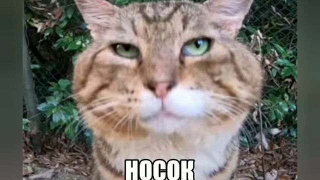 носок| хачу 200 папещекав смотреть онлайн