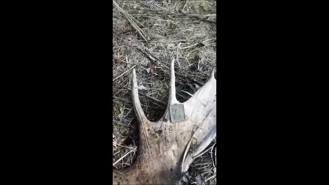 Коп № 194 Интересные находки в старом овраге смотреть онлайн