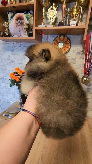 Шпиц померанский щенки.Племенной питомник РКФ- FCI 