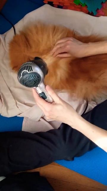 шпіц Моріс після купання відпочиває