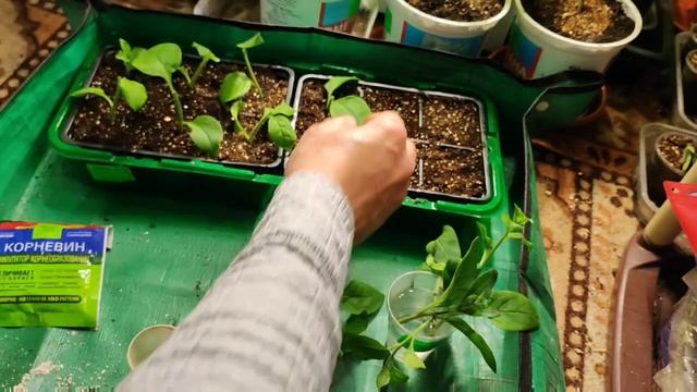 12 апреля поставила на укоренение 12 черенков каскадной